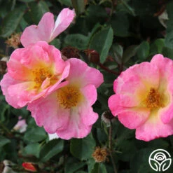 Watercolors Home Run® -Heirloom Roses watercolor homerun 2