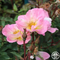 Watercolors Home Run® -Heirloom Roses watercolor homerun 3