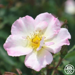 Watercolors Home Run® -Heirloom Roses watercolor homerun 4