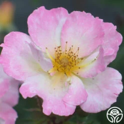 Watercolors Home Run® -Heirloom Roses watercolor homerun 5