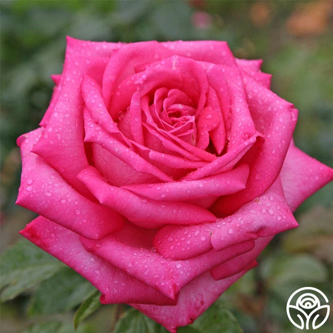 Eleganza® Wedding Bells™ 3 Eleganza® Wedding Bells™