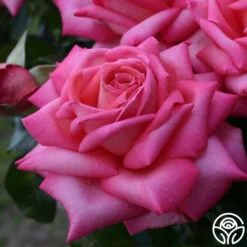 Eleganza® Wedding Bells™ 15 Eleganza® Wedding Bells™ -Heirloom Roses wedding bells 5