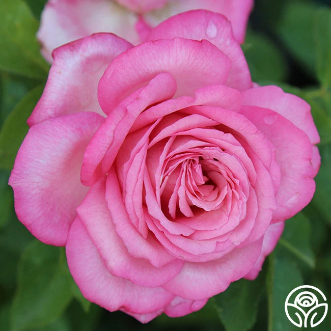 Eleganza® Wedding Bells™ 9 Eleganza® Wedding Bells™ - Image 7