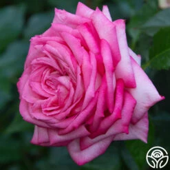 Eleganza® Wedding Bells™ 14 Eleganza® Wedding Bells™ -Heirloom Roses wedding bells 7