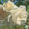 Wedding Garland 1 Wedding Garland -Heirloom Roses wedding garland 1