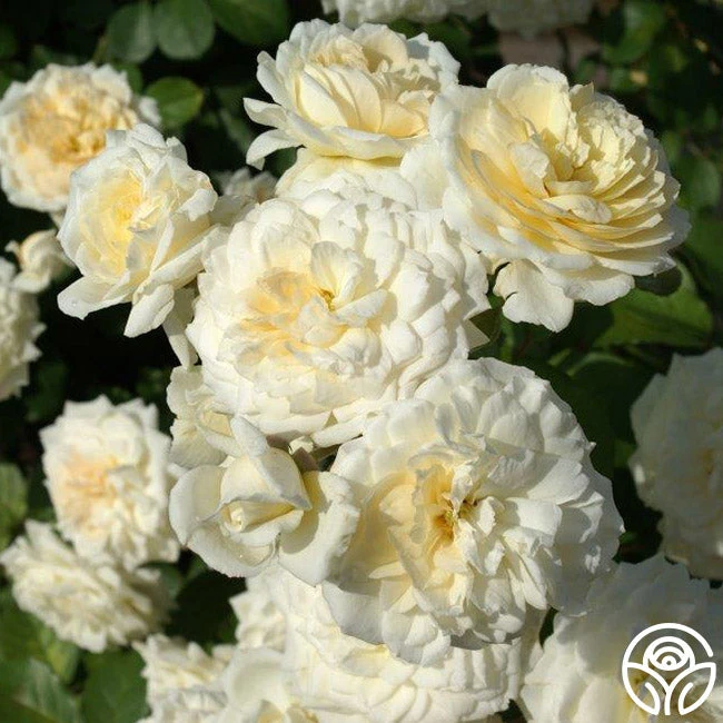 Wedding Garland 4 Wedding Garland - Image 2