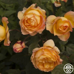 Well-Being™ -Heirloom Roses well being logo 03