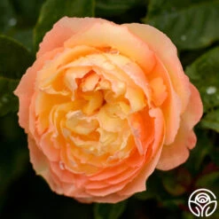 Well-Being™ -Heirloom Roses well being logo 04