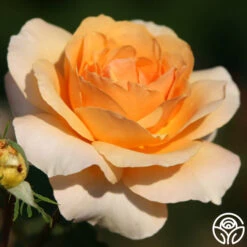 Welsh Gold™ -Heirloom Roses welsh gold logo 02