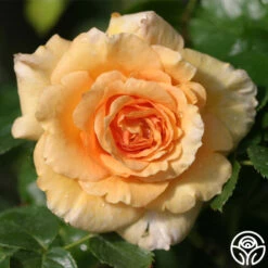 Welsh Gold™ -Heirloom Roses welsh gold logo 03