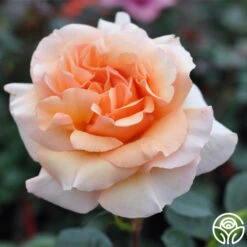 Welsh Gold™ -Heirloom Roses welshgold logo 01