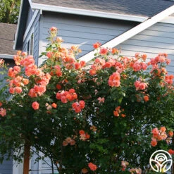 Westerland™ -Heirloom Roses westerland 10