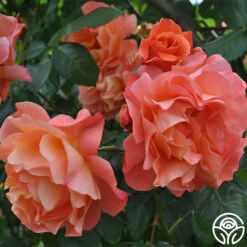 Westerland™ -Heirloom Roses westerland 11