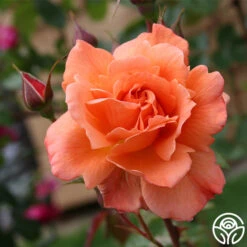 Westerland™ -Heirloom Roses westerland 2 7