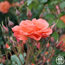 Westerland™ -Heirloom Roses westerland 3 2
