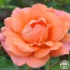 Westerland™ -Heirloom Roses westerland 5 1
