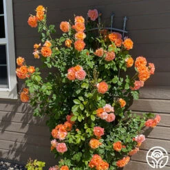 Westerland™ -Heirloom Roses westerland 6 8