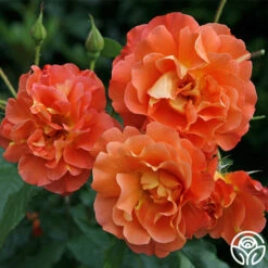 Westerland™ -Heirloom Roses westerland 7