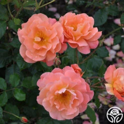Westerland™ -Heirloom Roses westerland 8 1