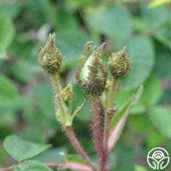 White Bath -Heirloom Roses white bath 1 1