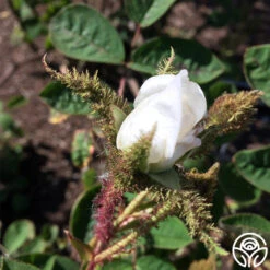 White Bath -Heirloom Roses white bath 3 1