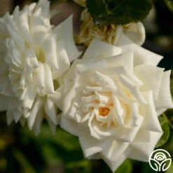 White Cap -Heirloom Roses white cap logo 03