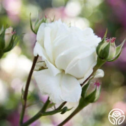 White Cap -Heirloom Roses white cap logo 04