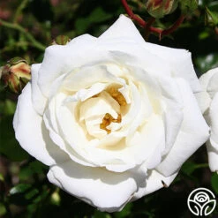 White Dawn® -Heirloom Roses white dawn 4