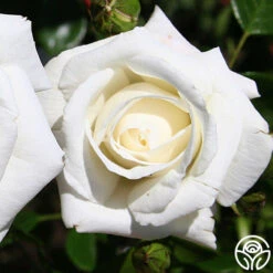 White Dawn® -Heirloom Roses white dawn 6