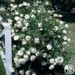 White Dawn® -Heirloom Roses white dawn 7