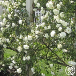 White Dawn® -Heirloom Roses white dawn 8