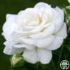 White Diamond® -Heirloom Roses white diamond 1 8