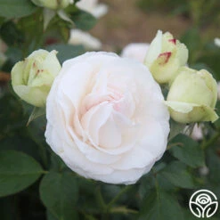 White Eden Climber® 10 White Eden Climber® -Heirloom Roses white eden 2 7
