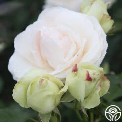 White Eden Climber® 13 White Eden Climber® -Heirloom Roses white eden 3