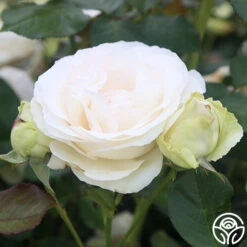 White Eden Climber® 12 White Eden Climber® -Heirloom Roses white eden 5