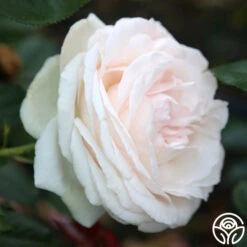 White Eden Climber® 11 White Eden Climber® -Heirloom Roses white eden 8