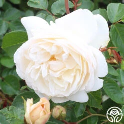 White Gold -Heirloom Roses white gold 4