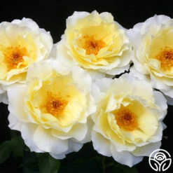 White Licorice™ -Heirloom Roses white licorice 2 8