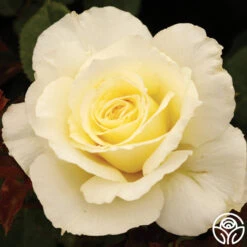 White Licorice™ -Heirloom Roses white licorice 3 8