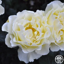 White Licorice™ -Heirloom Roses white licorice 4 1