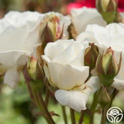 White Lightnin' 9 White Lightnin' -Heirloom Roses white lightnin 1 8