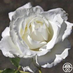 White Lightnin' 8 White Lightnin' -Heirloom Roses white lightnin 3 8
