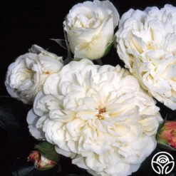 White Meidiland® 10 White Meidiland® -Heirloom Roses white meidiland 1 1 1
