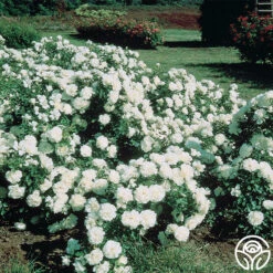 White Meidiland® 11 White Meidiland® -Heirloom Roses white meidiland 3 1 1
