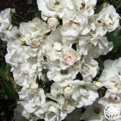 White Meidiland® 12 White Meidiland® -Heirloom Roses white meidiland 4 2
