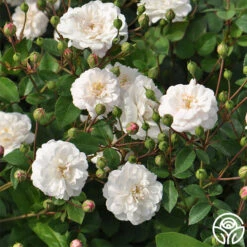 White Pet 8 White Pet -Heirloom Roses white pet 2 5