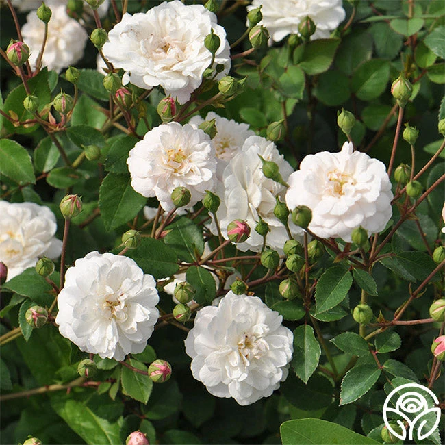 White Pet 5 White Pet - Image 3