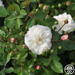 White Pet 9 White Pet -Heirloom Roses white pet 4