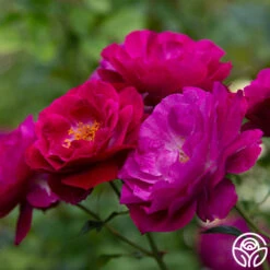 Wild Blue Yonder -Heirloom Roses wild blue yonder 2 8