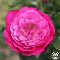 Wild Blue Yonder -Heirloom Roses wild blue yonder 6 8